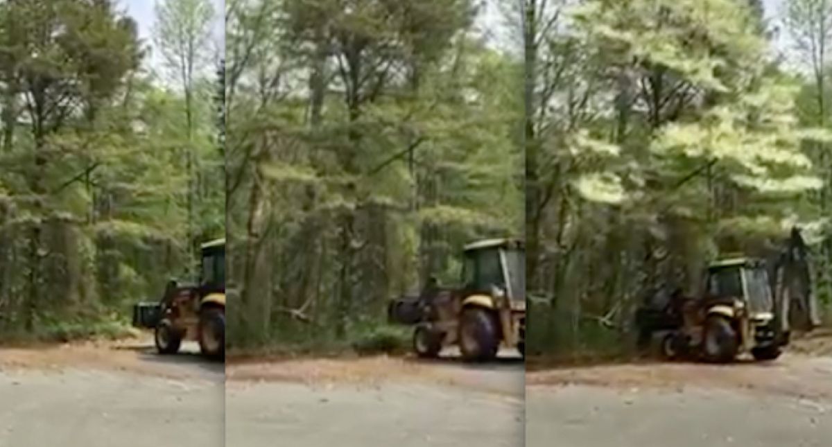 Man Decides To Tap A Tree Covered In Pollen, And The Resulting Explosion Has Allergy Sufferers Sneezing