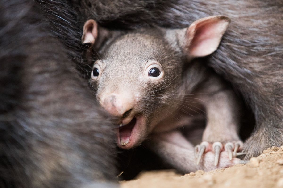 Female Wombats Signal That They're DTF By Biting Their Mates On The Rear—And We Totally Get It