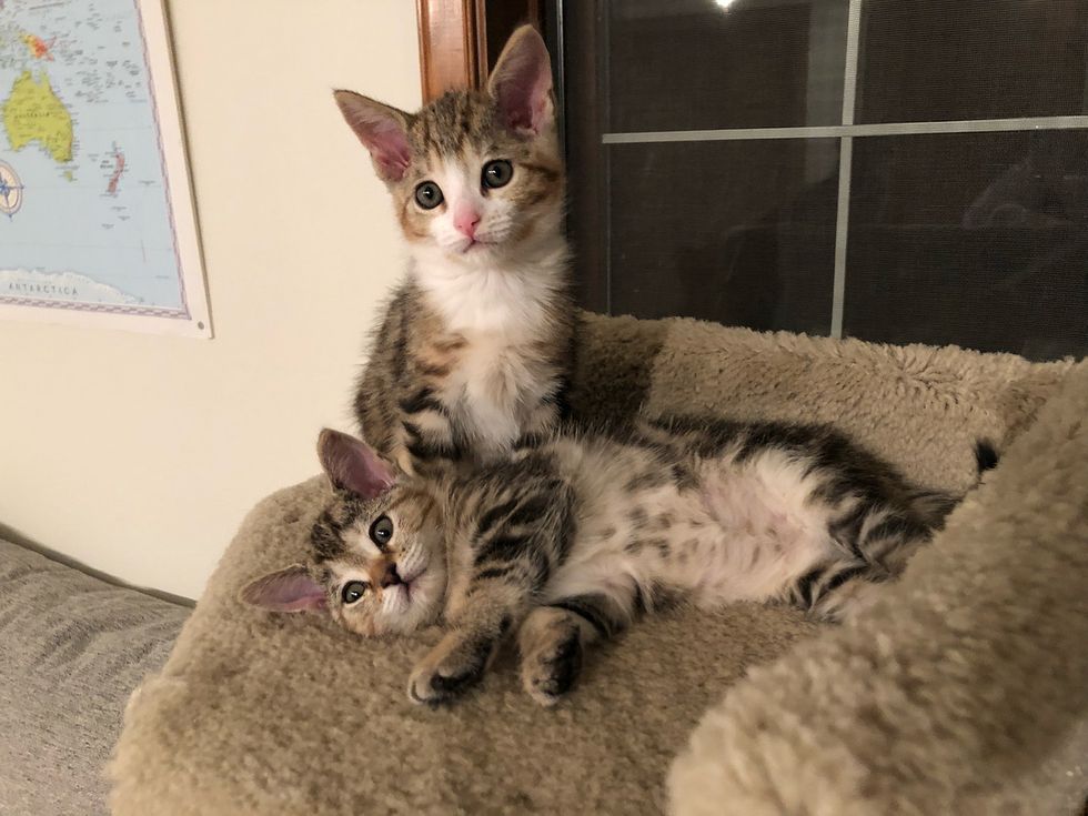 Cat Mom Found As Stray Won't Leave Her Kittens Until She Finds Someone 