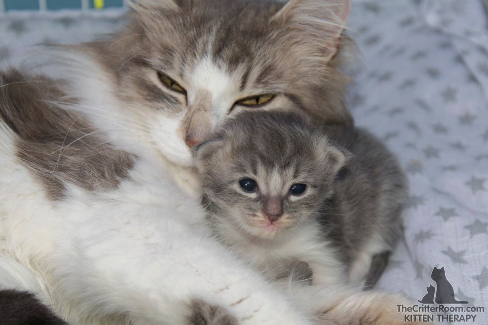 Man Gives Shelter Cat Mom Safe Home to Raise 5 Kittens, So They Can ...