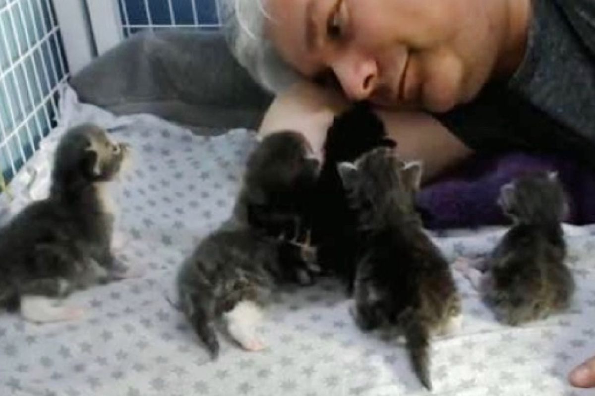 Man Gives Shelter Cat Mom Safe Home to Raise 5 Kittens, So They Can Thrive