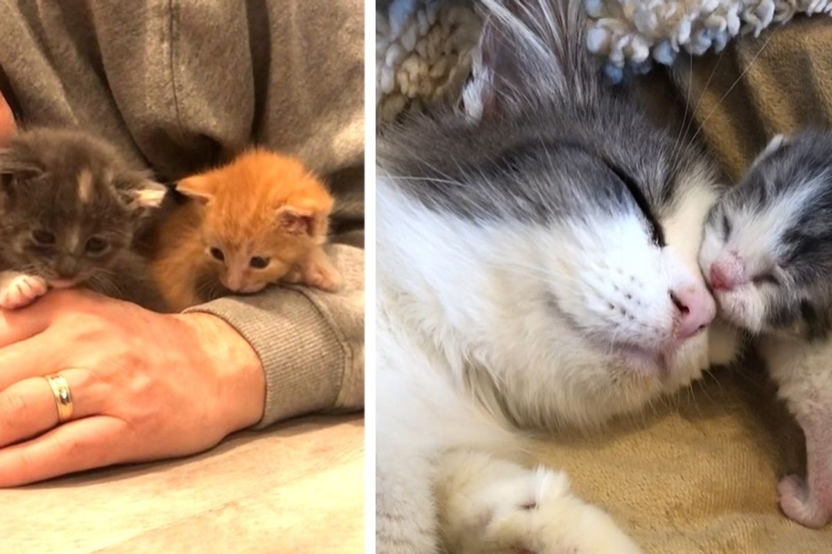 Cat Mom Takes In Orphaned Kittens and Raises Them as Her Own