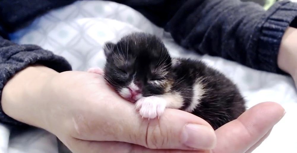 Kitten with Cleft Palate No One Knew Would Survive Her First Night