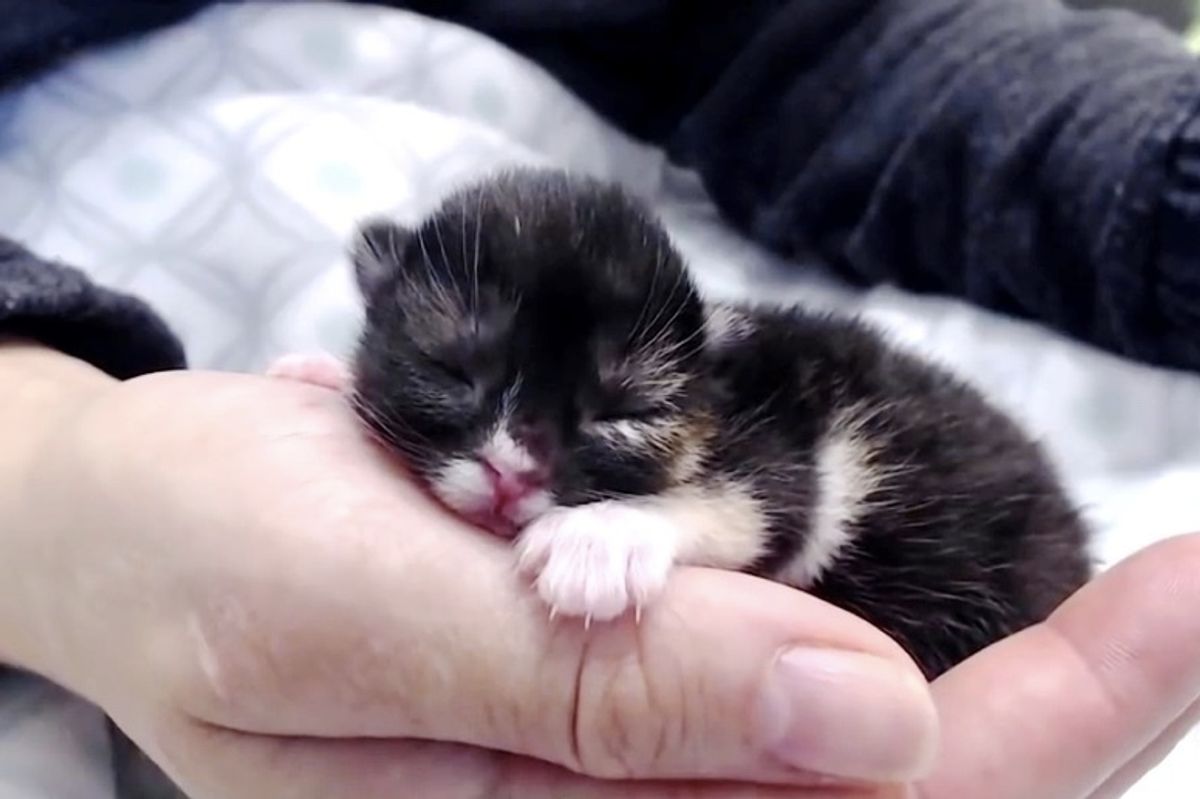 Kitten with Cleft Palate No One Knew Would Survive Her First Night, Beats the Odds