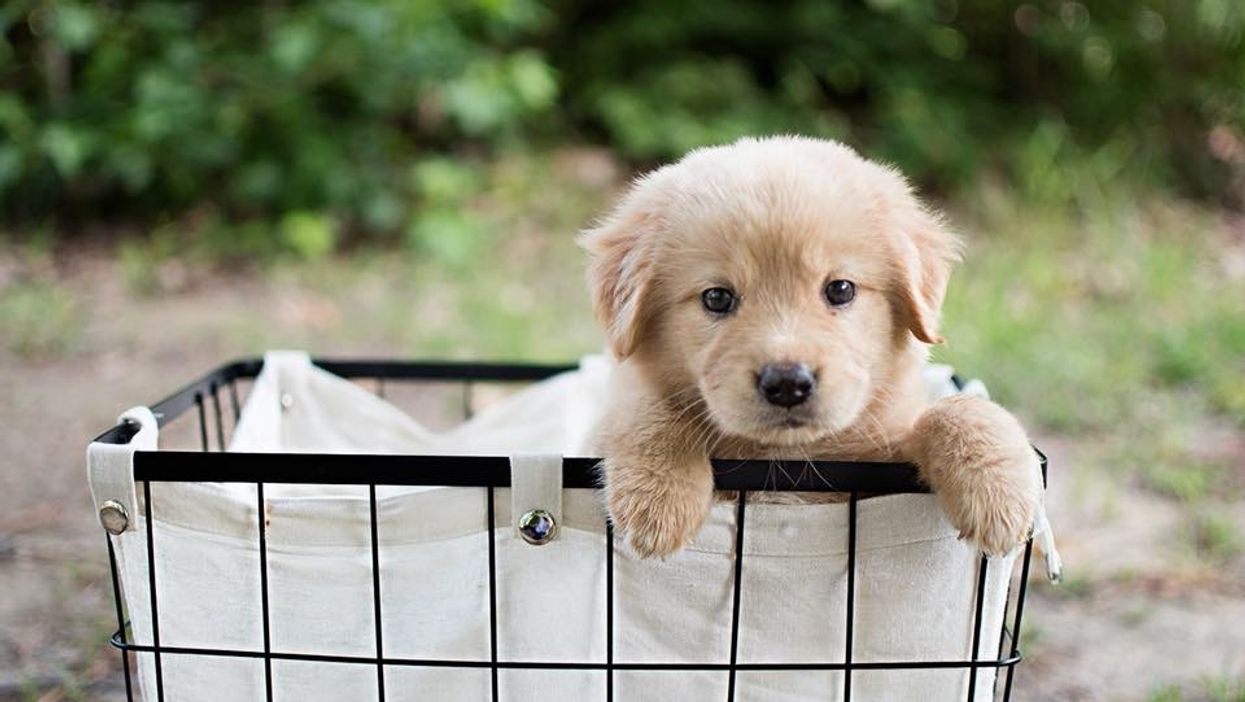 A Texas woman had a gender reveal for her new puppy and it was perfect