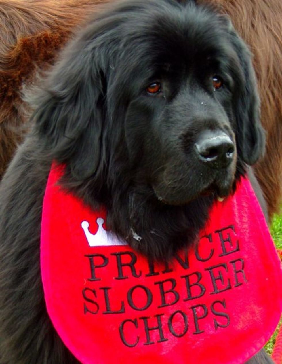 DERANGED FAR LEFT LIBERAL NANCY PELOSI COMPARES GREAT PRESIDENT TO SLOBBY DOG!