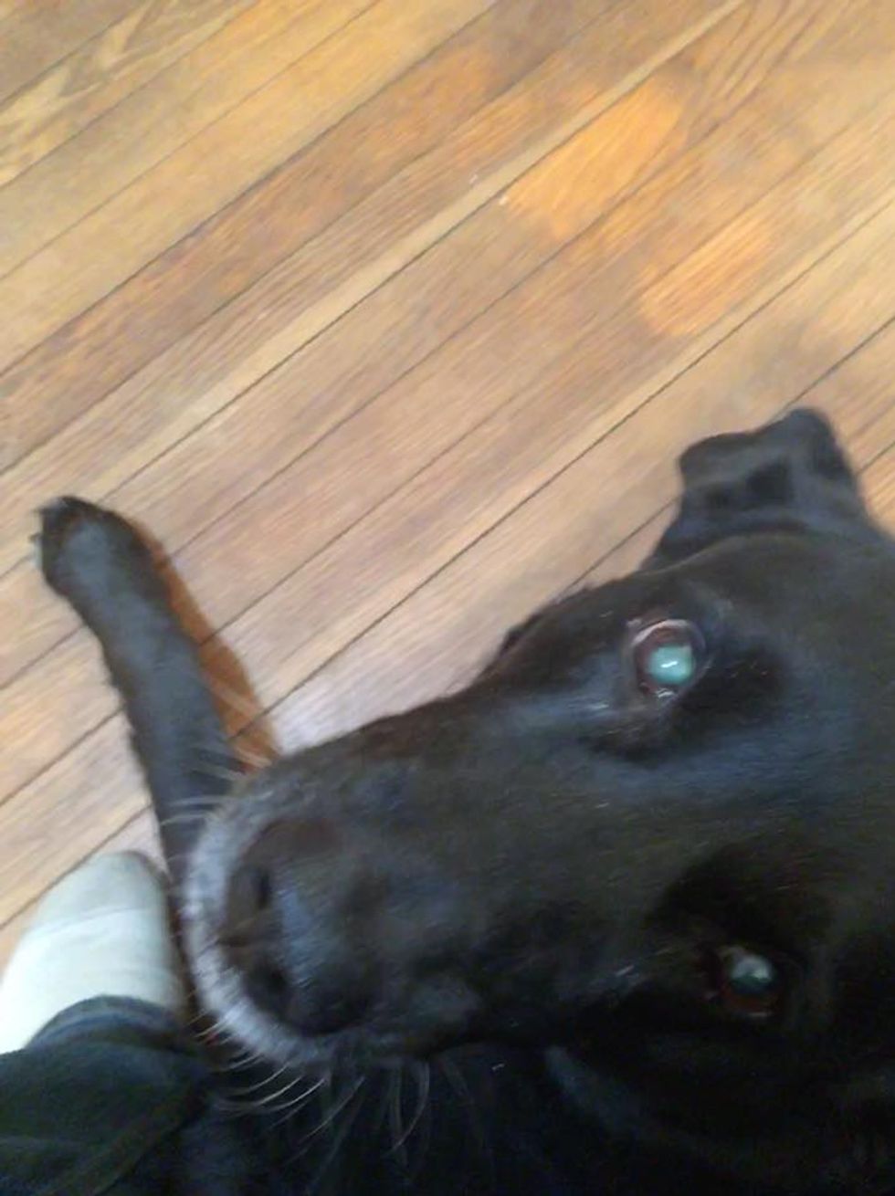 Your Weekly Top Ten Has A VERY GOOD DOG