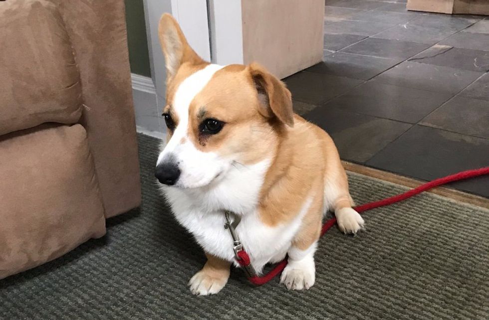 Wait, Did Bill O'Reilly Just Ruin Cute Animals?