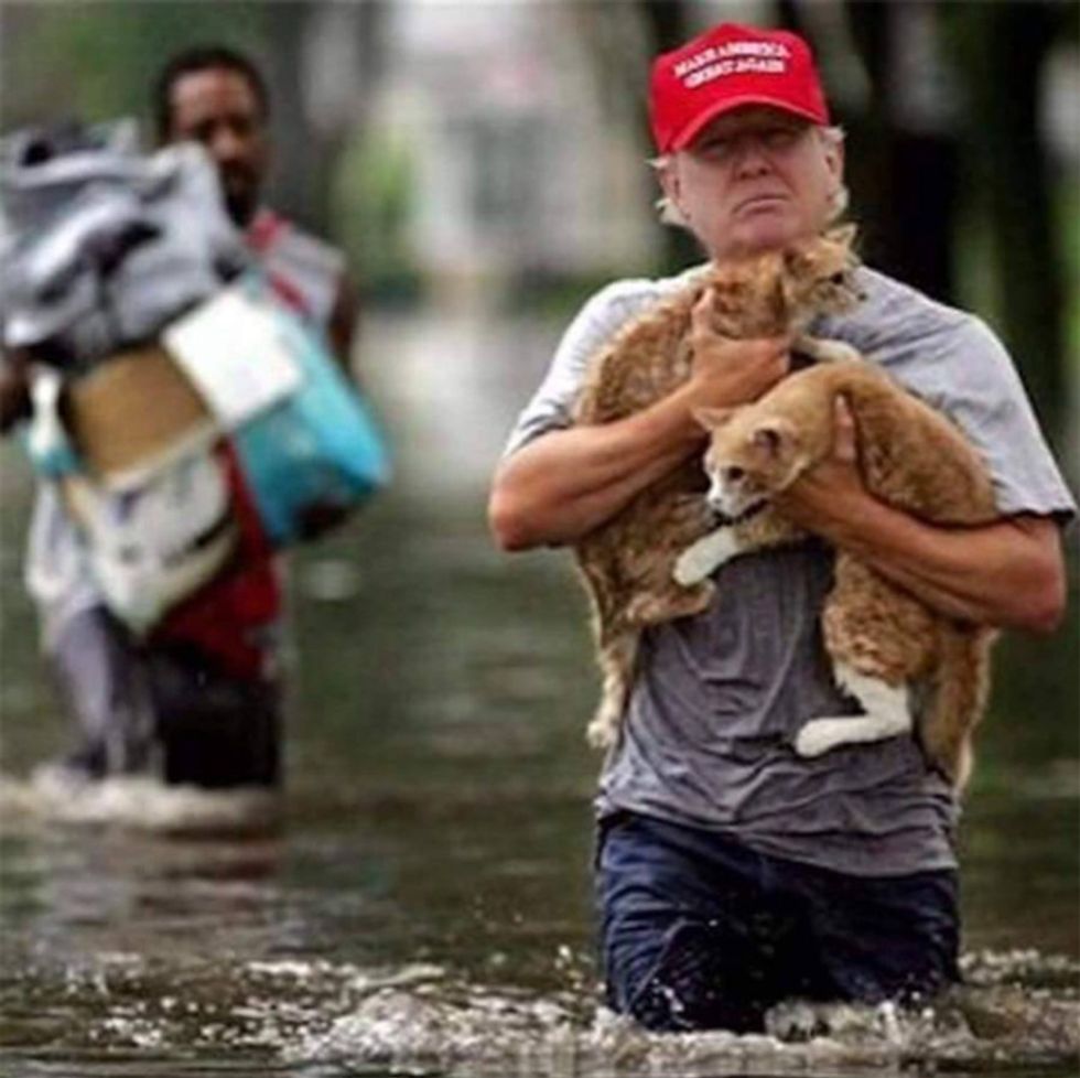 Cat Check: Here Are Two Pussies Donald Trump Definitely Didn't Grab