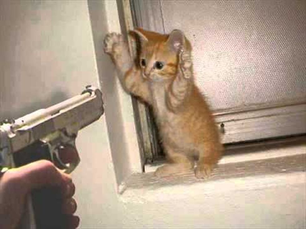Vote For Marco Rubio, Or The Kitten Gets It