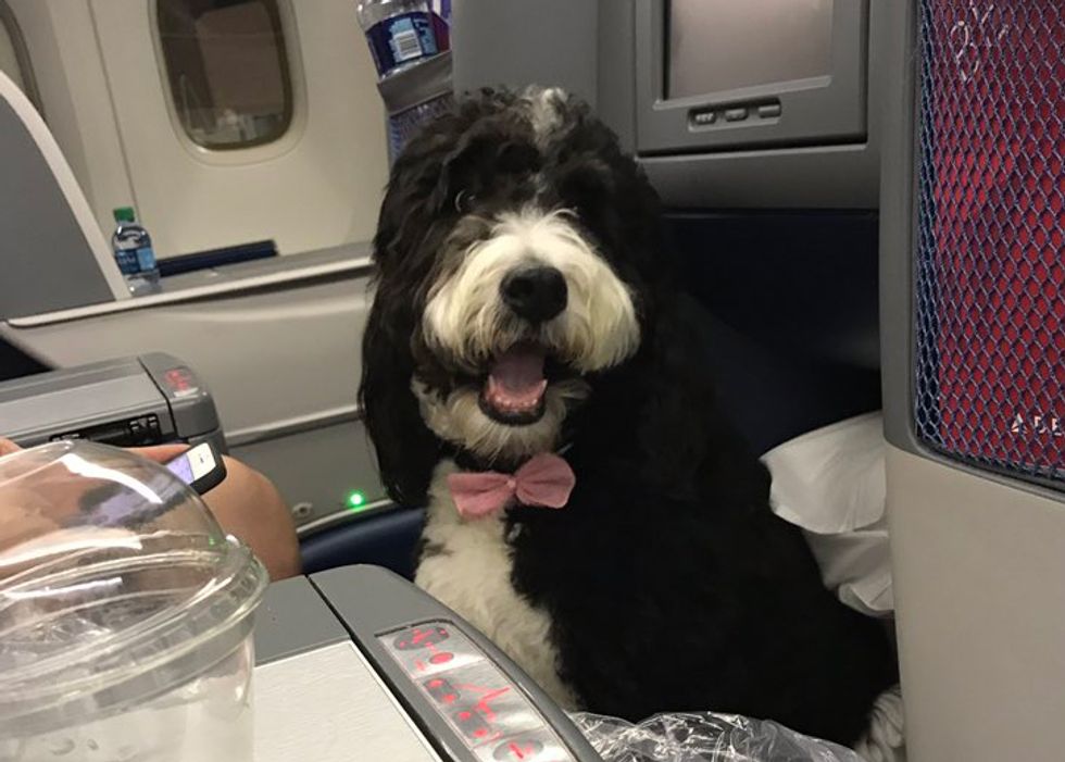 Was Mark Halperin Total Dick About Dog On Plane? We're Only Asking WHO'S A GOOD DOG?