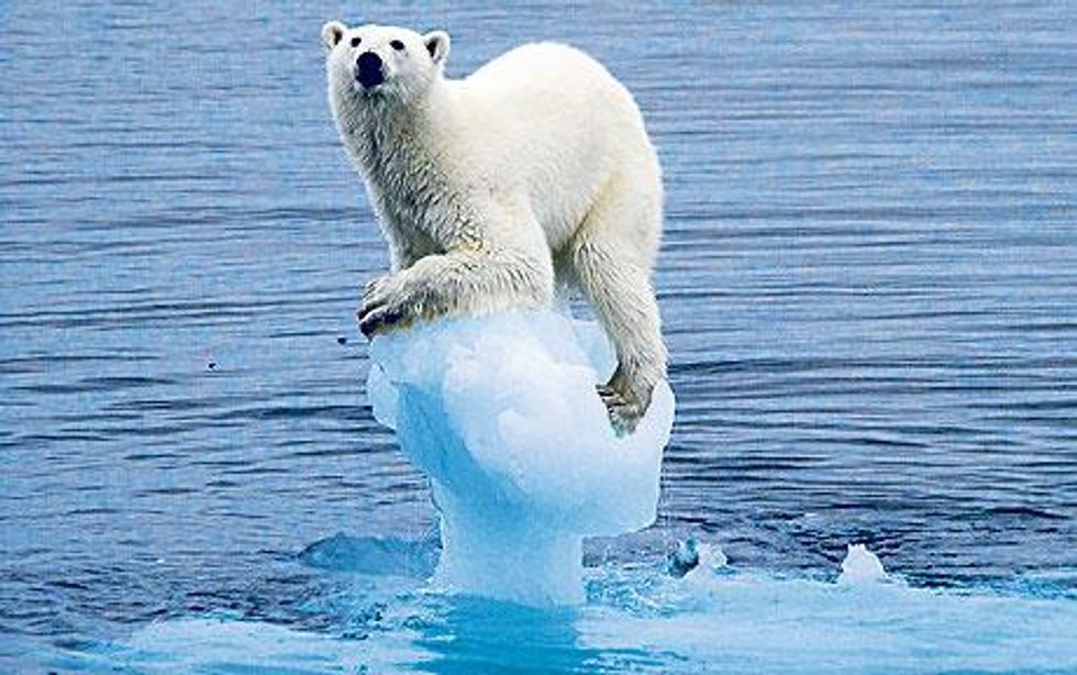 Fox News: These Polar Bears Aren't Starving Fast Enough! Starve, Polar Bears, Starve!