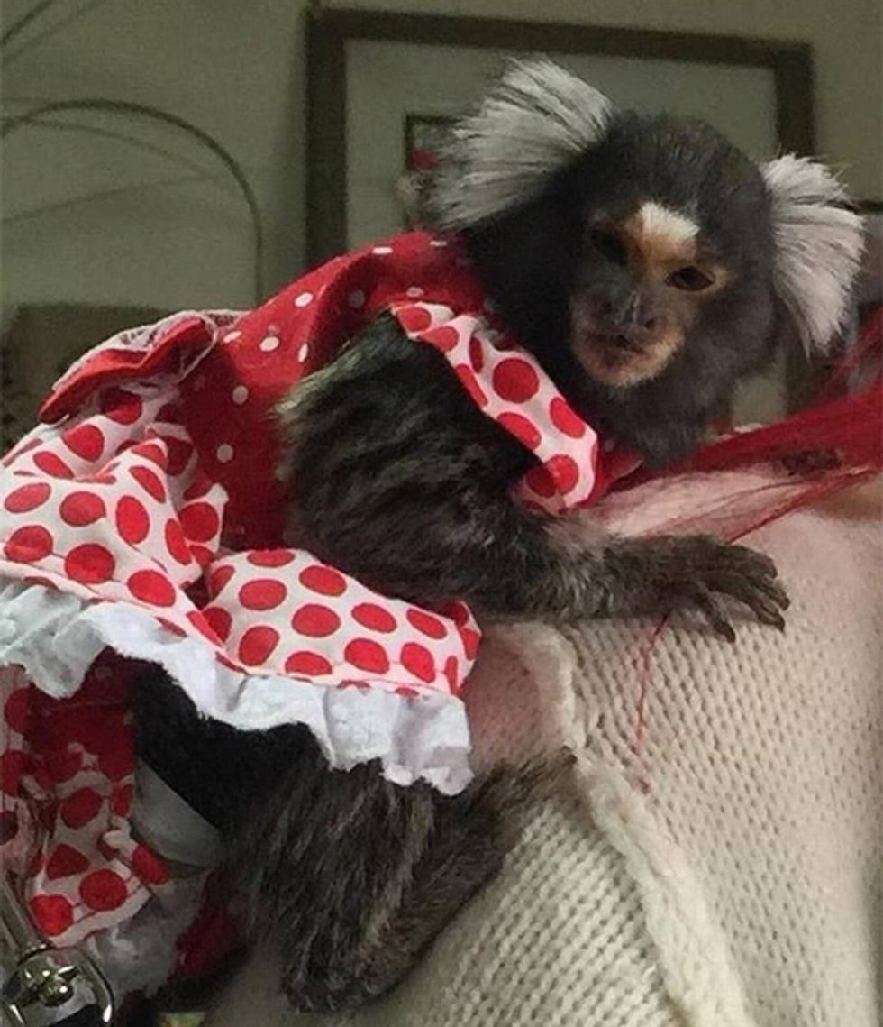 Florida Man Kidnaps Monkey, Tells Stupid Lies, Gets Arrested Like A Florida Man. Your Open Thread!