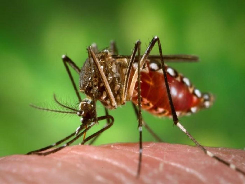 Republicans Love Unborn Babies So Much, They Will Give Them All Zika Virus To Spite Obama