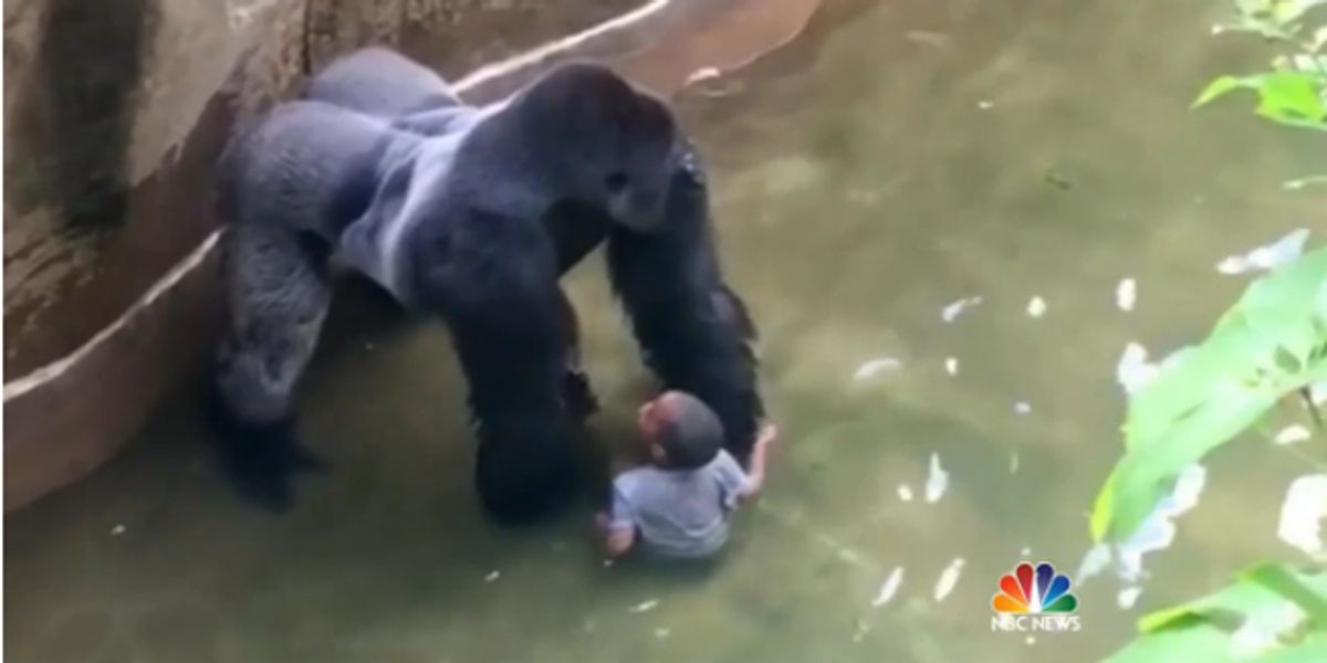 Shooting Of Gorilla At Cincinnati Zoo Prompts Humans To Fling Poop At ...