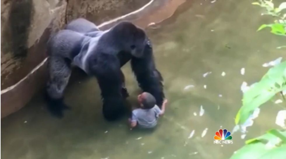 Shooting Of Gorilla At Cincinnati Zoo Prompts Humans To Fling Poop At Other Humans