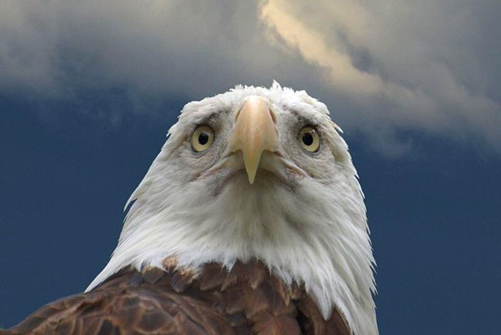 Of Course God Is Murdering Bald Eagles To Show He Hates Abortion