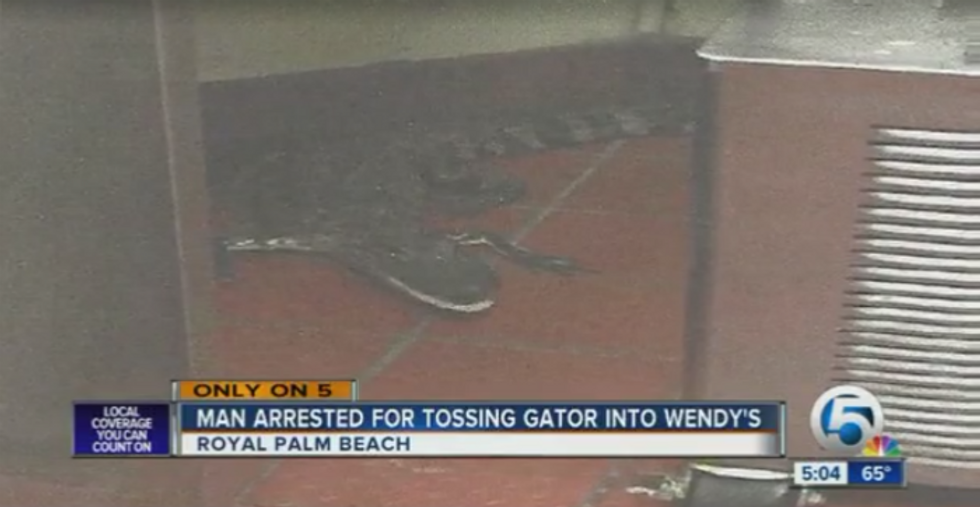 Florida Man Hurls Gator Through Wendy's Drive-Thru Window, Becomes Apex Florida Man