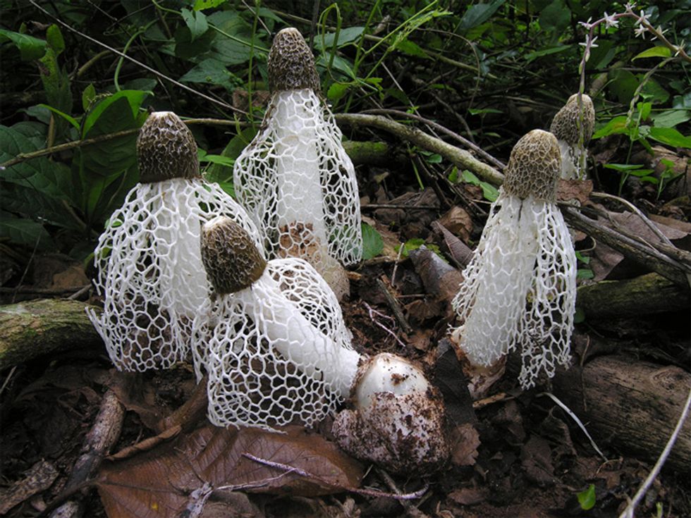 Weird Sex Mushrooms Give Ladies Spontaneous Orgasms (Or Not): Your Saturday Nerdout