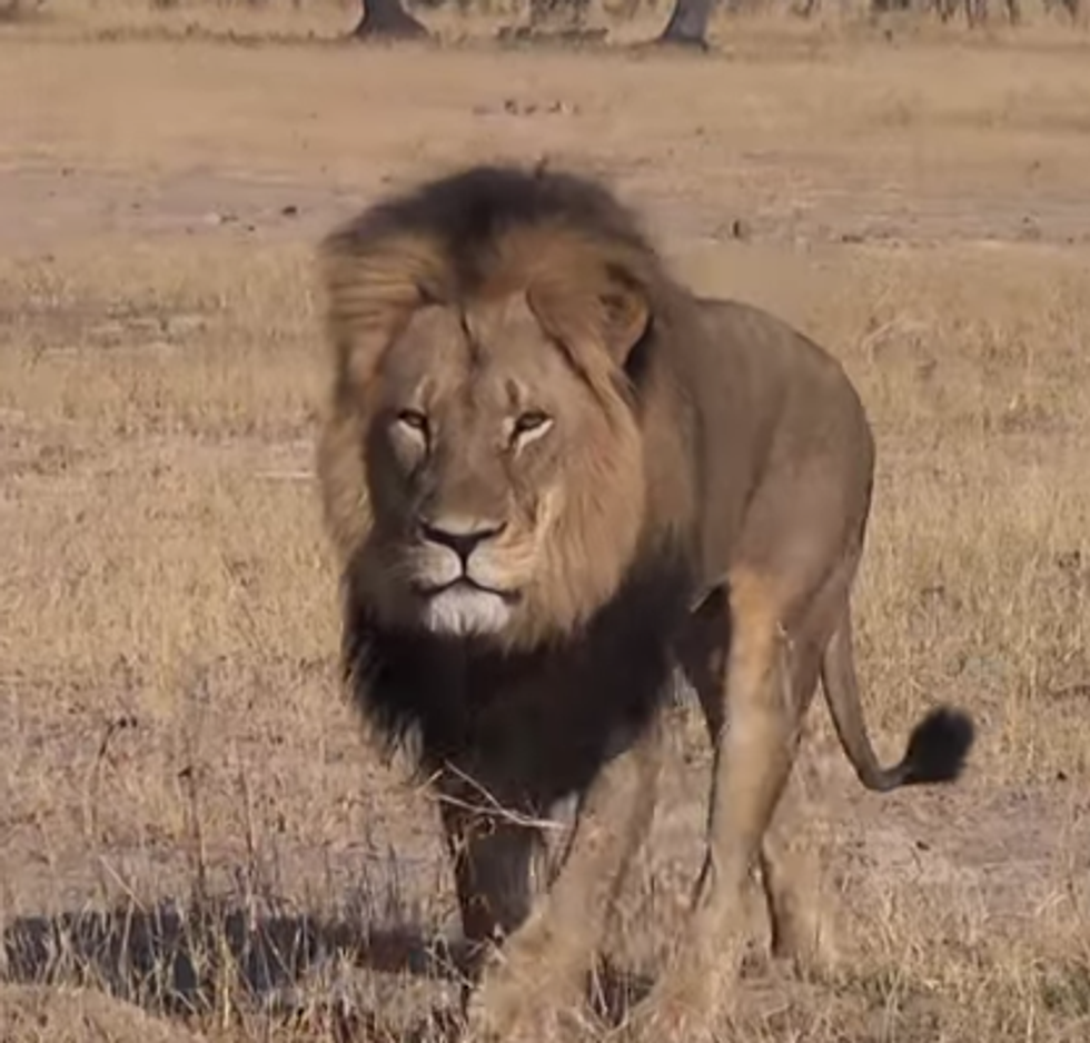 Here, Rage At This Dickhead American Dentist Who Murders Beautiful African Lions For Fun