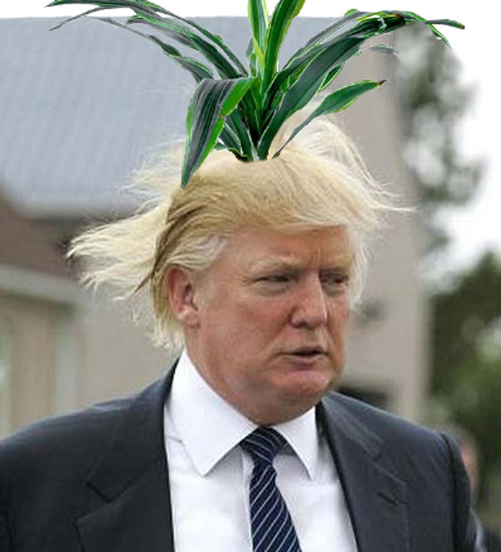 Democratic Plant Donald Trump Is Not Democratic Plant, Says Donald Trump