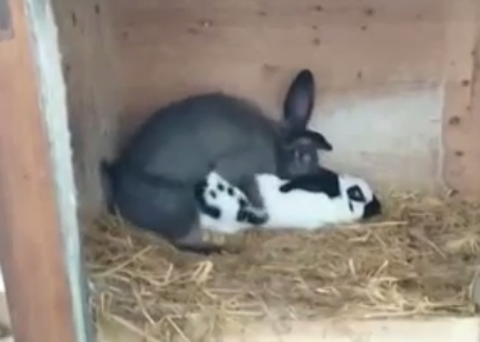 Did This Bunny Rabbit Just F*ck Himself To Death?!