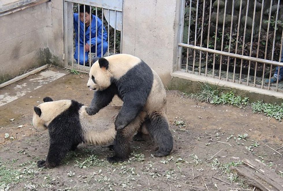 Inspiring! These Pandas F*cked Each Other For Almost Eight Whole Minutes!