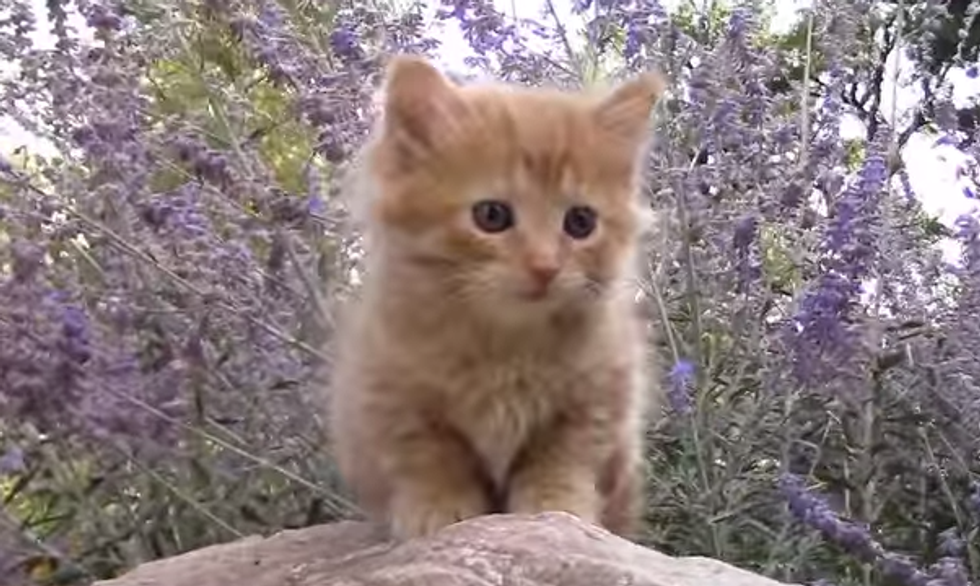 Do You Need This Kitten Video Right Now? Yes, You Do.