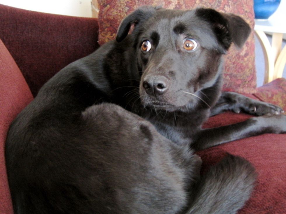 Do Not Click On This Story About Rumored CIA-Detainee Rape By Dogs. Really, Don't.