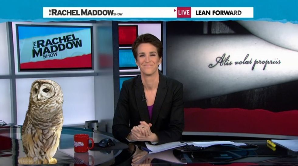 Morning Maddow: Gay Oregon Bears Will Use Jeb Bush To Fight For Equality