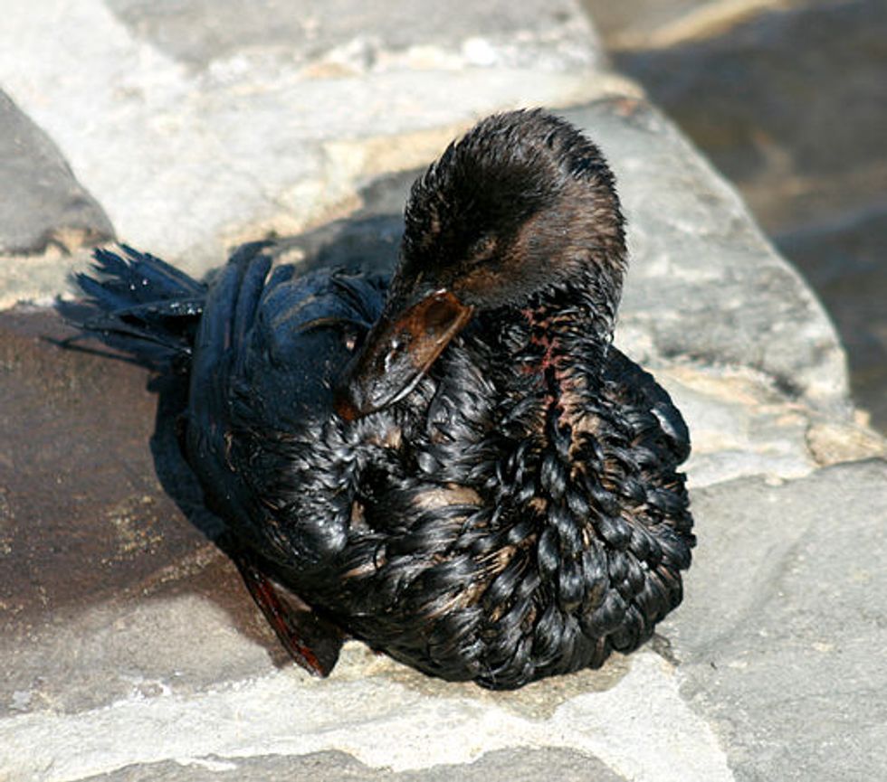 Friendly Flying Death Robots And Mystery Bird-Killing Gunk: Your Life-Sucking Environment Roundup!