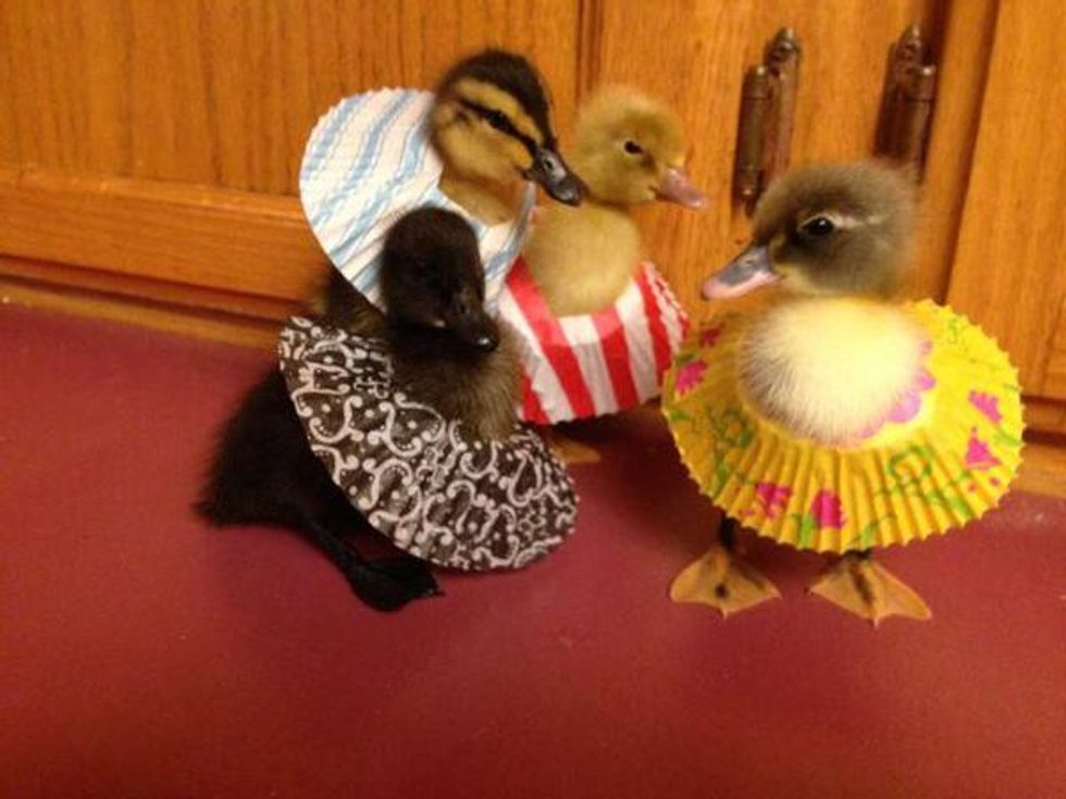 Wonkette Week In Review: All Our Best, According To The Usual Gang Of Idiots -- You!