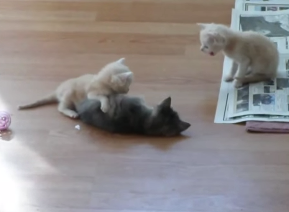 Here Are Some Kittens Because We Need Some F*cking Kittens