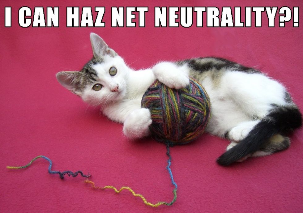 Barack Obama To Imprison All Cat Videos In FEMA Camps