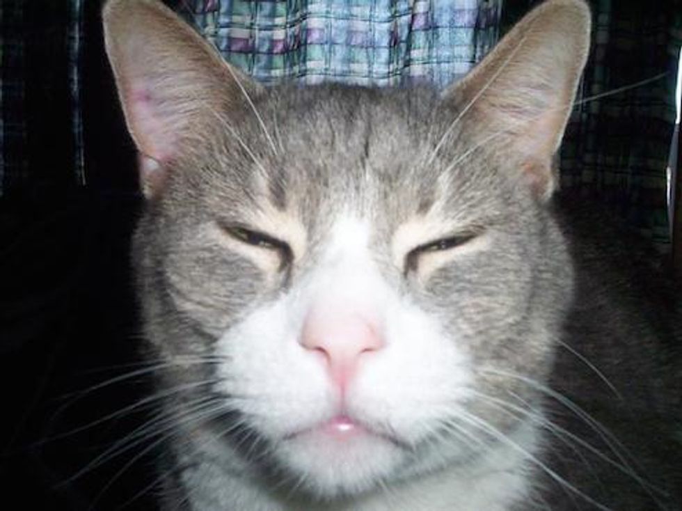 Hero Cat Fetches Weed For Remarkably Ungrateful Owner