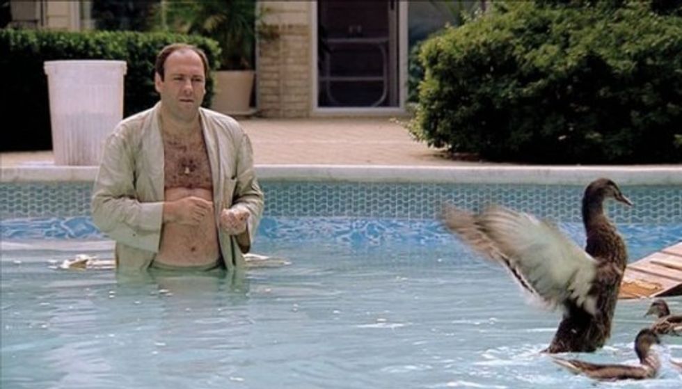 New Hampshire State Rep. Runs Over Ducks, Apologizes, Is Suspended By A&E