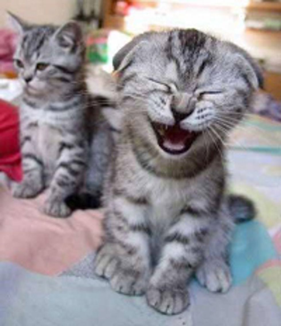 Sorry But You Are Going To Need Some Kittens For This One