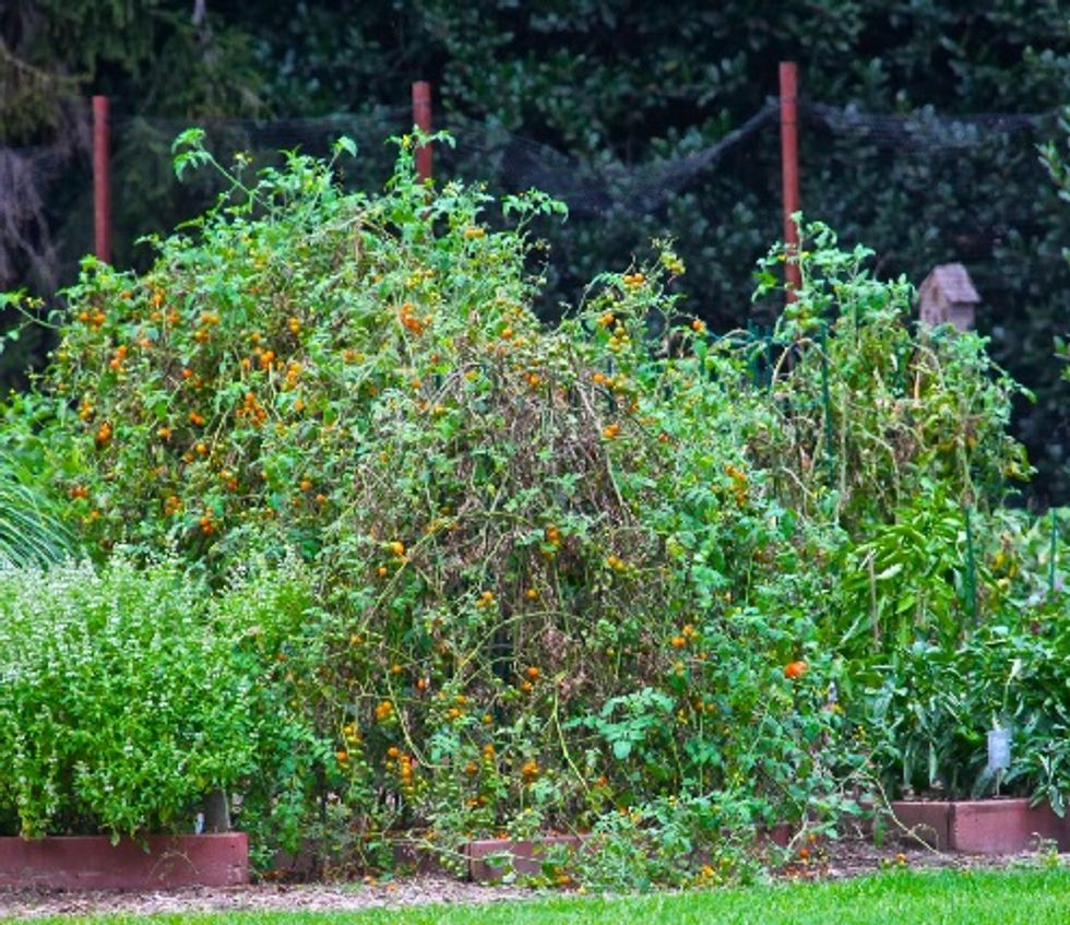 White House Vegetable Garden Going To Seed, But Where's The March For That?