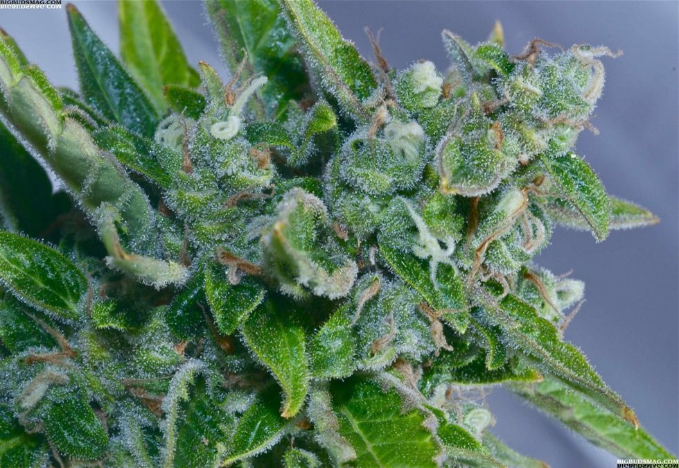 Sanjay Gupta Wants To Get 'High' On The Pot Like A Common Jazz Criminal