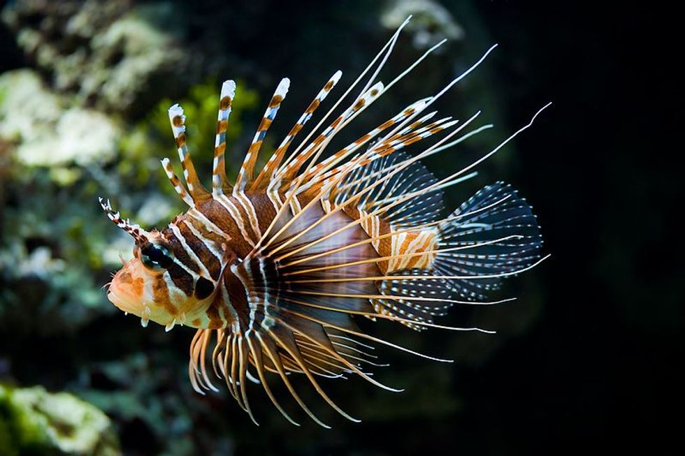 Your Dumb Old Appendix Had A Purpose After All, Invasive Species Invade, Cool Comets, And More In This Week's Sci-Blog