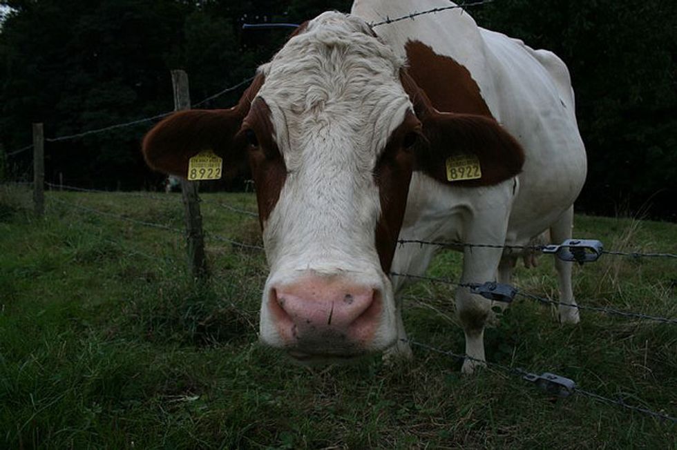 Utah Lady Arrested For Documenting Animal Abuse Because She Is An Animal Raper Obviously
