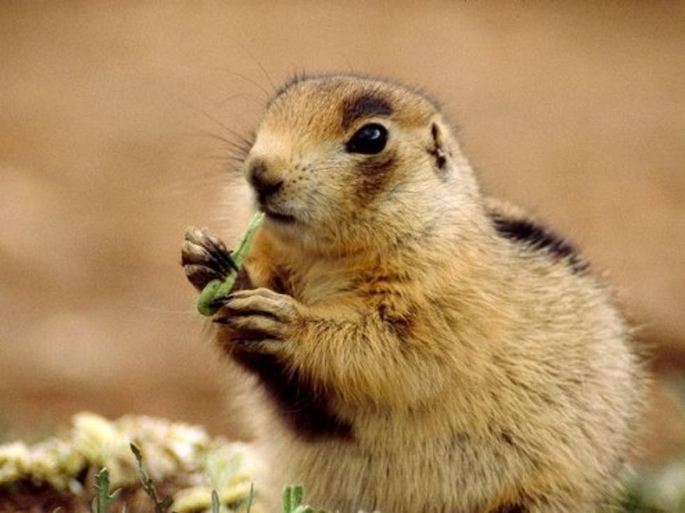 End Times Fetishist Congressman To Chair Climate Committee, Murder All Your Animals For Freedom