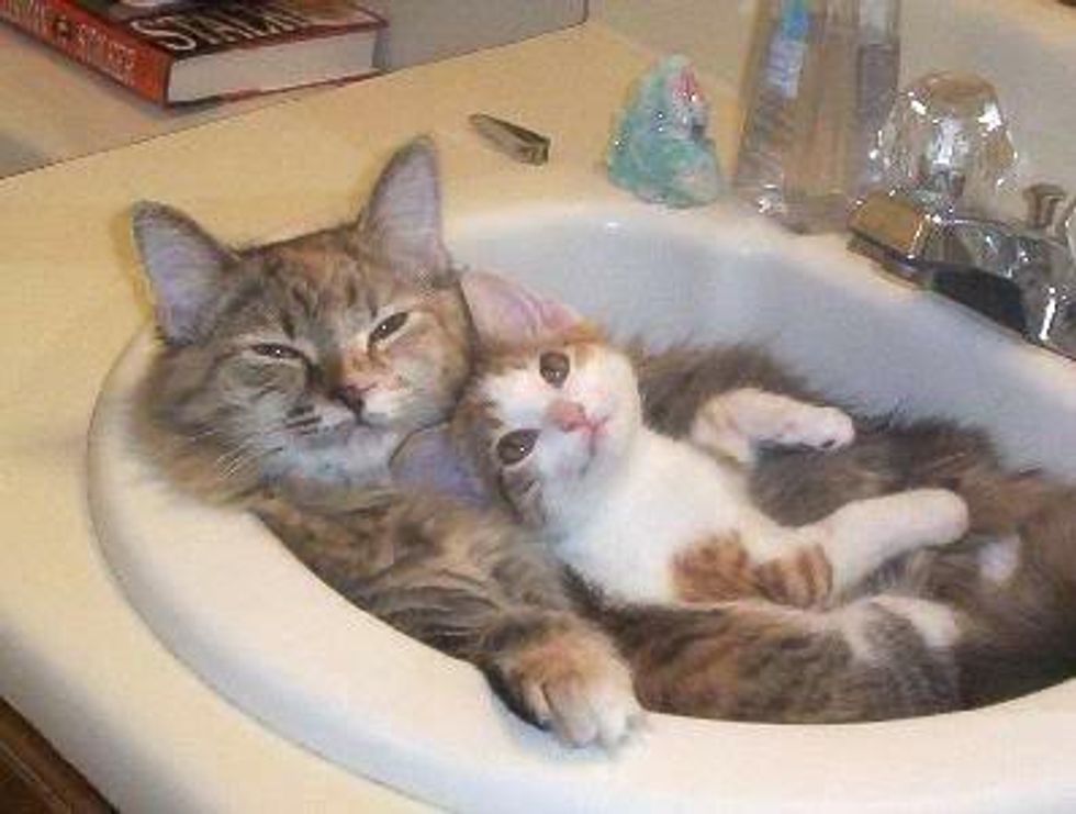Please Enjoy This Picture of Kitties