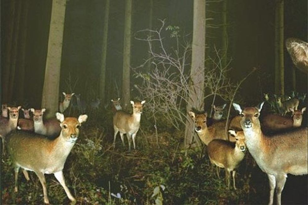 Chuck Grassley’s Postmodern Tweet-Lit Phenom: ‘Assume Deer Dead’
