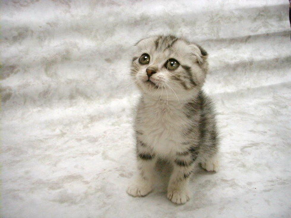 Probably Don't Read This Story About Minnesota's Barack Obama Death-Threat Cat-Murder