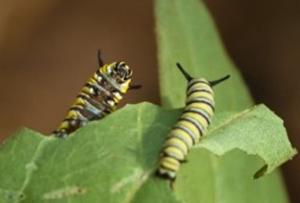 RNC Chairman Slanders Caterpillars, Says War On Women ‘Is A Fiction’