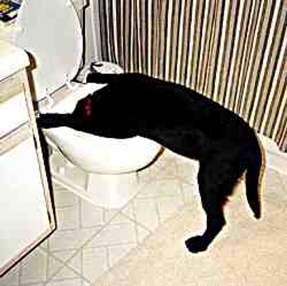 Here Is Your Official Wonkette State of the Union Anti-Sobriety Plan!