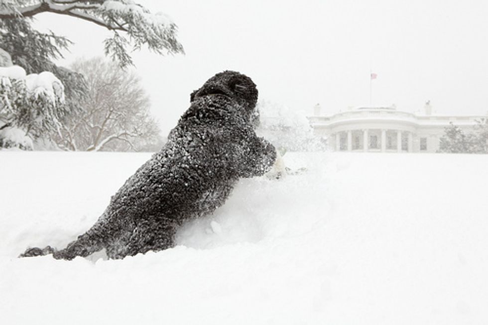 Bo Obama Is Just Cold Humping the Snow