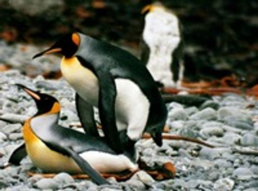 Gay Penguin Couple Rent Asunder By Hussy