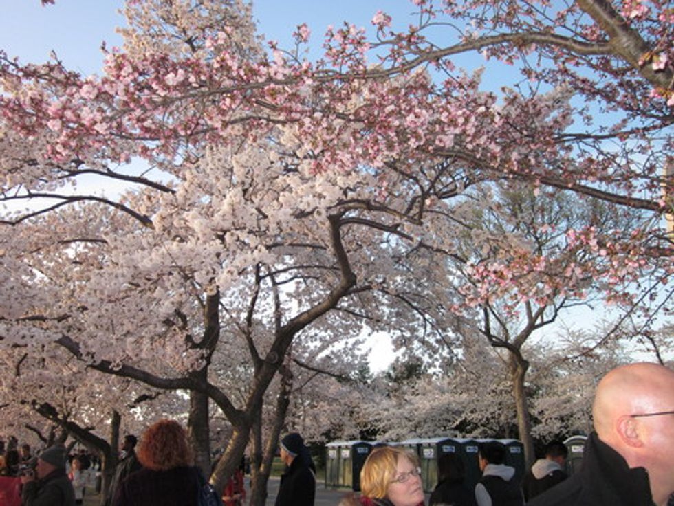 A Children's Treasury of Japanese Tree Flowers